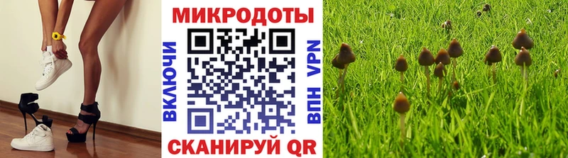 Псилоцибиновые грибы мицелий  Кингисепп 